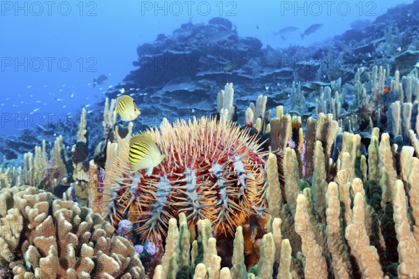 Crown-of-thorns starfish, (Acanthaster planci), pair, diagonal stripe butterflyfish, (Chaetodon pelewensis), stony coral reef, Tuamotu Archipelago, French Polynesia, South Pacific, Pacific Ocean, Oceania