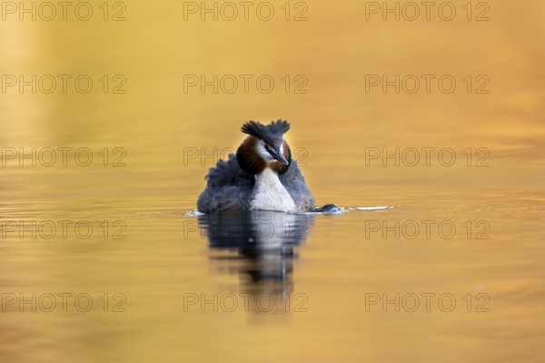 Great Crested Grebe (Podiceps Scalloped ribbonfish), Vulkaneifel, Rhineland-Palatinate, Germany, Europe