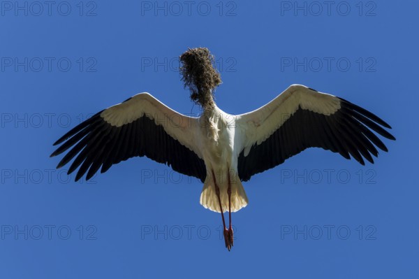 A stork flies through the blue sky with twigs in its beak, white stork (Ciconia ciconia), wildlife, Germany, Europe