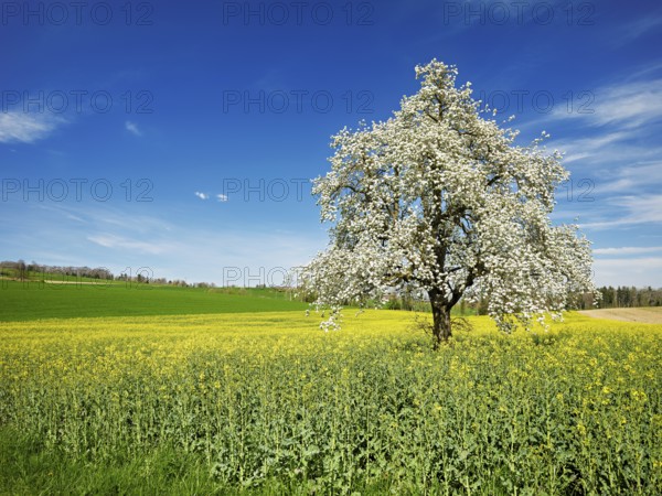 Flowering pear tree (Pyrus communis), standing in a field of flowering rape, Beinwil, Freiamt, Canton Aargau, Switzerland, Europe