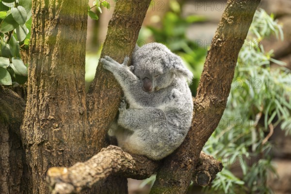 Koala (Phascolarctos cinereus) sitting on a tree, captive, distribution South Australia, Australia, Oceania
