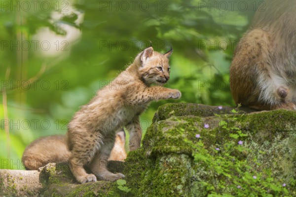 Eurasian lynx (Lynx lynx) cub (youngster) in a forest, Bavaria, Germany, Europe