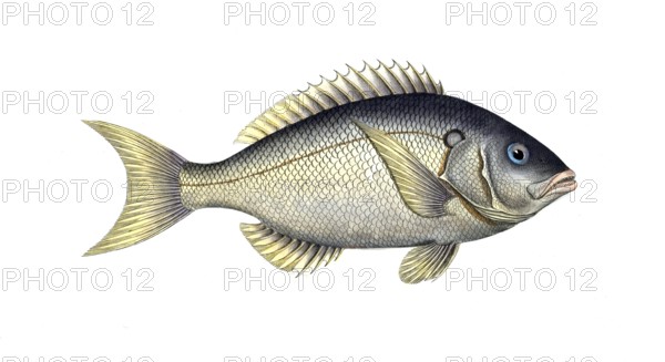 Fish, Fish, Sea bream family, Sparus tetracanthus, the four-spined, Historical, digitally restored reproduction from a 19th century original, Record date not stated
