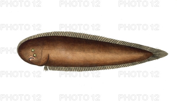 Fish, Fish, Genus of right-eye flounders, Pleuronectes bilineatus, the double line, Historical, digitally restored reproduction from a 19th century original, Record date not stated