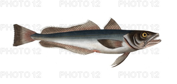 Fish, Fish, Family of cod, Gadus merluccius, the stockfish, the Hake, Historical, digitally restored reproduction from a 19th century original, Record date not stated