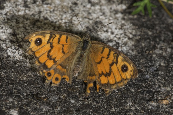 Wall brown (Lasiommata megera), flown specimen of rare butterfly on a garden wall, Baden-Württemberg, Germany, Europe