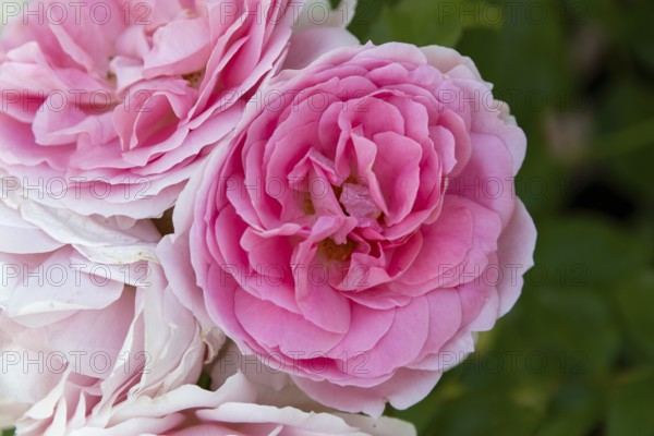 Rose blossom (Rosa), Stuttgart, Baden-Württemberg, Germany, Europe