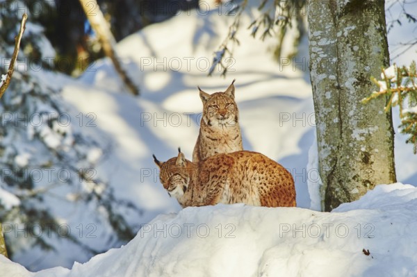 Eurasian lynx (Lynx lynx) in winter, captive, Bavarian Forest National Park, Bavaria, Germany, Europe
