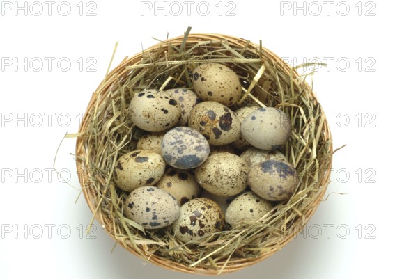 Food, quail eggs, cracked quail egg, Coturnix coturnix
