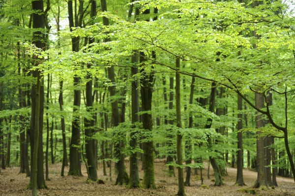 A lush forest filled with vibrant green trees, Bavaria