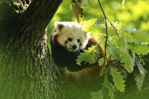 Red panda (Ailurus fulgens) on a bough, captive