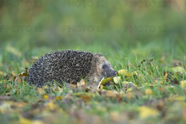 European hedgehog (Erinaceus europaeus) adult animal walking on fallen autumn leaves on a garden lawn, England, United Kingdom, Europe