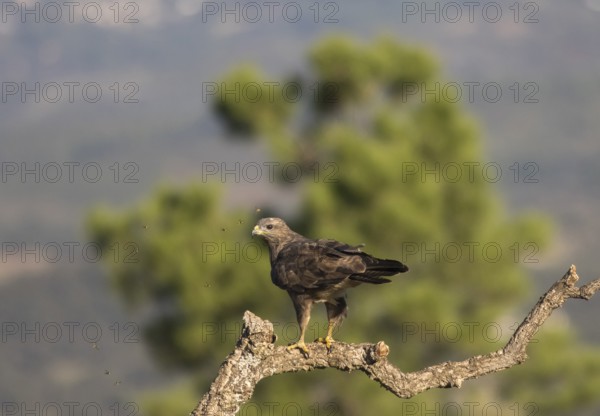 Steppe buzzard (Buteo buteo), Extremadura, Castilla La Mancha, Spain, Europe
