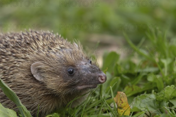 European hedgehog (Erinaceus europaeus) adult animal on a garden lawn, England, United Kingdom, Europe