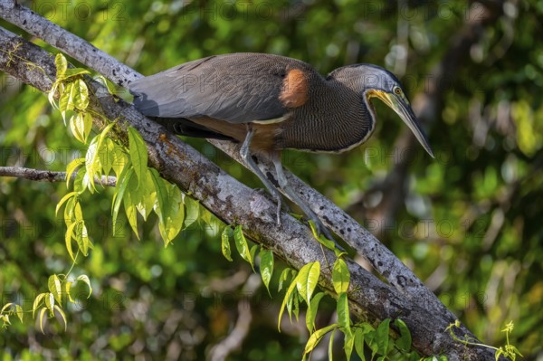 Bare-throated tiger heron (Tigrisoma mexicanum) in a tree, Tortuguero National Park, Costa Rica, Central America