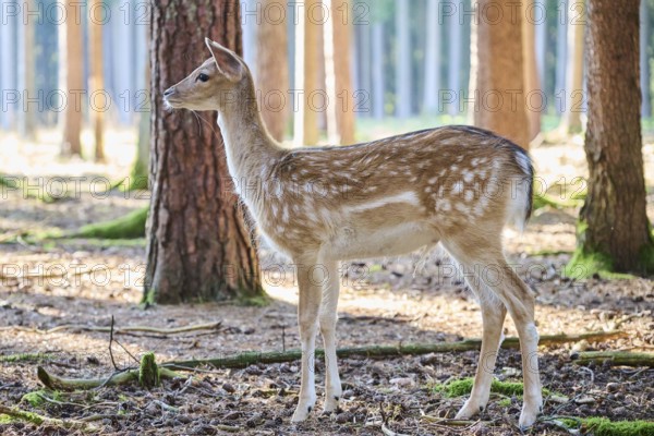 European fallow deer (Dama dama) youngster in a forest, Bavaria, Germany, Europe