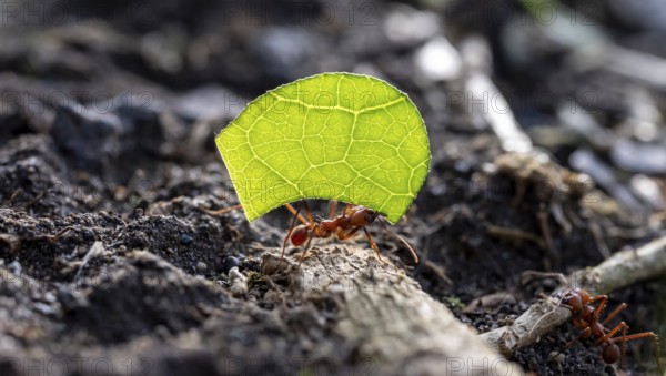 Leafcutter ants carrying leaves, ant trail, Tortuguero National Park, Costa Rica, Central America