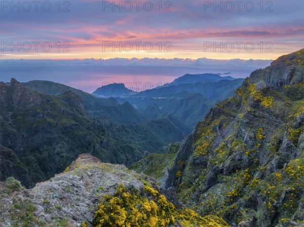 Mountains on sunrise covered in fog and clouds with blooming Cytisus shrubs. Near Pico de Arieiro, Madeira island, Portugal, Europe