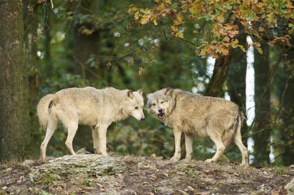 Eastern wolf (Canis lupus lycaon) standing on a little hill, Bavaria, Germany, Europe