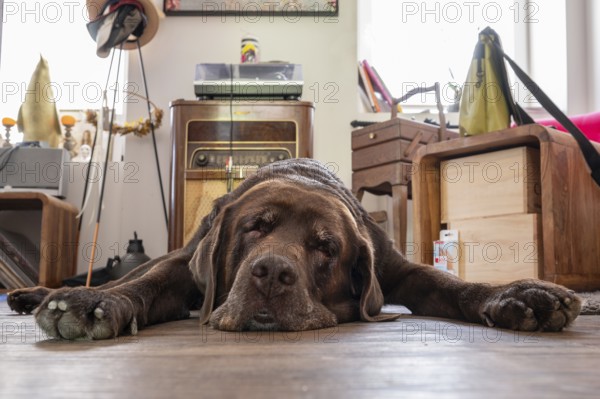 Tired dog, Labrador breed, lying flat on the floor in the living room, Baden-Württemberg, Germany, Europe