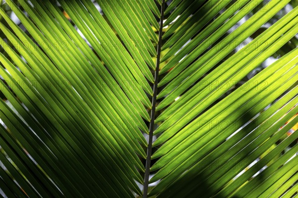 Dense vegetation, palm leaf in the jungle, Cahuita National Park, Costa Rica, Central America