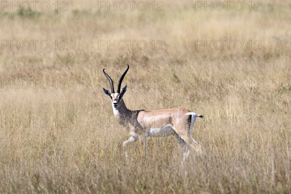 Impala (Aepyceros melampus), male adult, Serengeti National Park, Tanzania, Africa