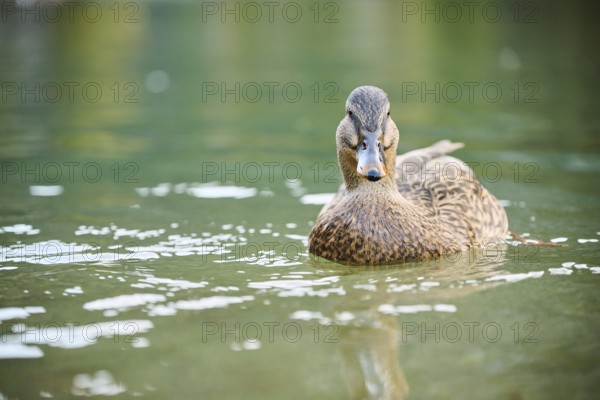 Wild duck (Anas platyrhynchos) female swimming in the water, lake, Bavaria, Germany, Europe