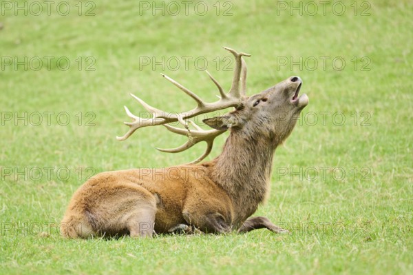 A resting deer with large antlers roaring while lying down on a grassy field, Red deer (Cervus elaphus), Wildpark Aurach, Austria, Europe