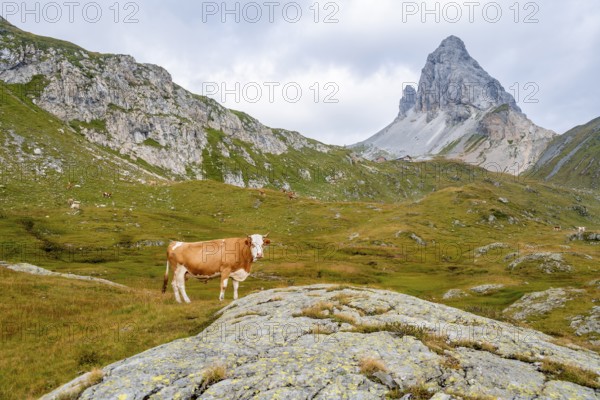 Cow on a mountain pasture, summit of the Great Kinigat, Carnic Main Ridge, Carnic High Trail, Carnic Alps, Carinthia, Austria, Europe