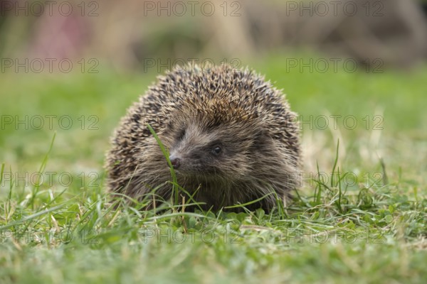 European hedgehog (Erinaceus europaeus) adult animal on a garden grass lawn, England, United Kingdom, Europe