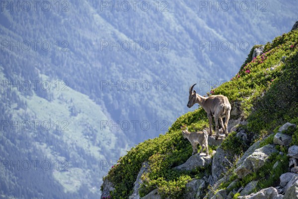 Alpine ibex (Capra ibex), mother with young with alpine roses, Aiguille Rouges, Chamonix, France, Europe