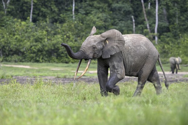 Forest elephant (Loxodonta cyclotis) in the Dzanga Bai forest clearing, Dzanga-Ndoki National Park, Unesco World Heritage Site, Dzanga-Sangha Complex of Protected Areas (DSPAC), Sangha-Mbaéré Prefecture, Central African Republic, Africa
