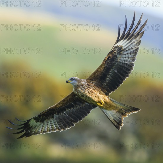 Red Kite, Milvus milvus, bird in flight