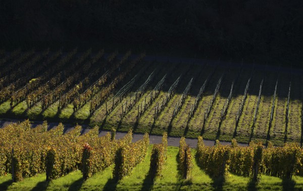 Vineyard, vines, grapevines, vine cultivation, autumn colouring, autumn, graphic, Strümpfelbach, Weinstadt, Baden-Württemberg, Germany, Europe