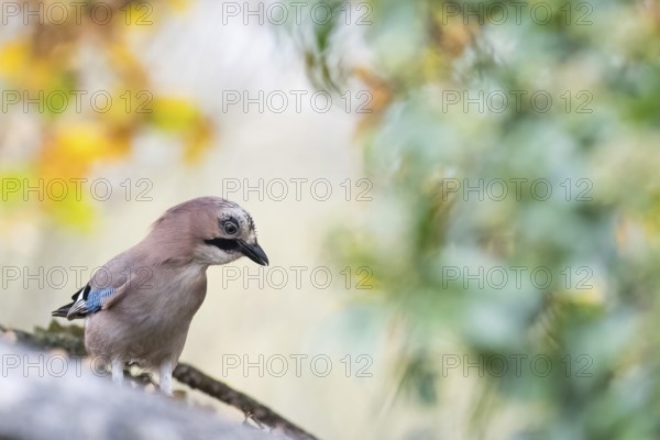 A jay (Garrulus glandarius) sitting on a branch surrounded by blurred green and yellow foliage, Hesse, Germany, Europe