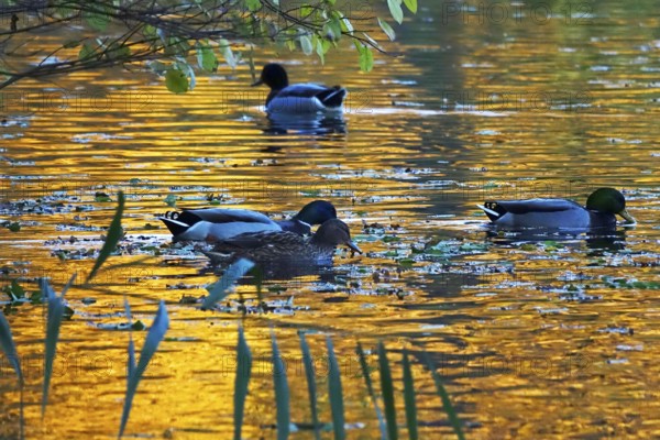 Ducks on a lake in autumn, Germany, Europe