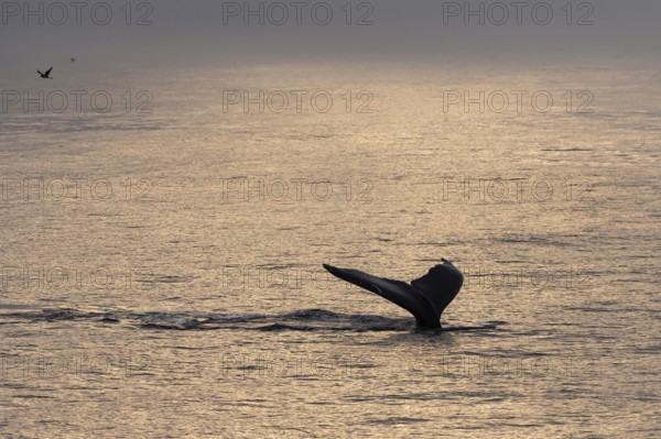 Fluke, diving humpback whale (Megaptera novaeangliae), Barents Sea, Northeast Iceland, Svalbard and Jan Mayen archipelago, Norway, Europe
