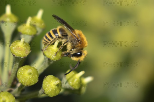 Ivy bee (Colletes hederae) adult insect feeding on an ivy plant flowers in the summer, England, United Kingdom, Europe