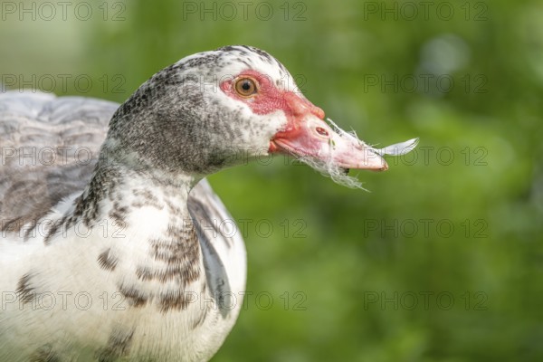 A duck with a red beak is eating a feather. The duck is white and grey. Bas Rhin, Alsace, France, Europe