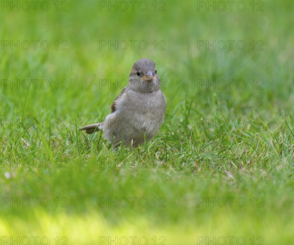House sparrow (Passer domesticus), young bird foraging on a lawn in a garden, Lower Saxony, Germany, Europe