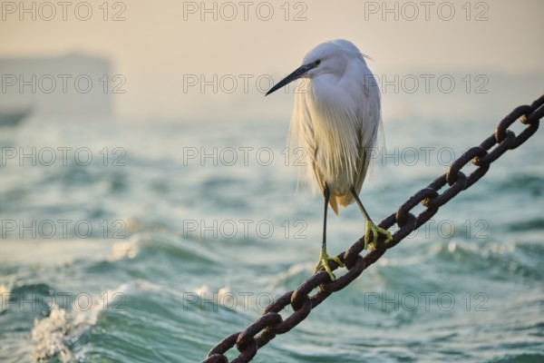 Great egret (Ardea alba) sitting on a chain in Venice on a foggy morning in winter, Italy, Europe