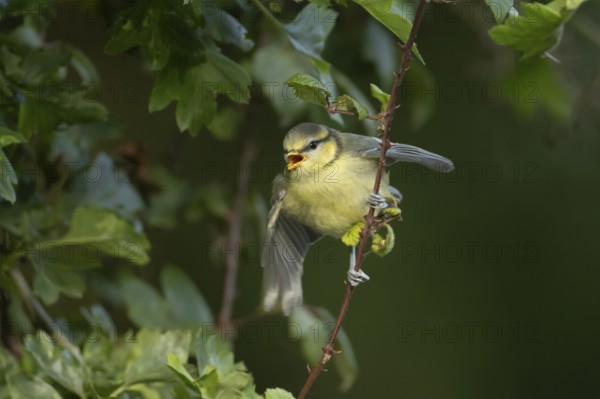 Blue tit (Cyanistes Caeruleus) juvenile bird calling in a hedgerow, England, United Kingdom, Europe