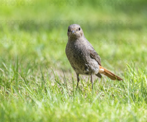 Black redstart (Phoenicurus ochruros), female foraging on a lawn in a garden, Lower Saxony, Germany, Europe