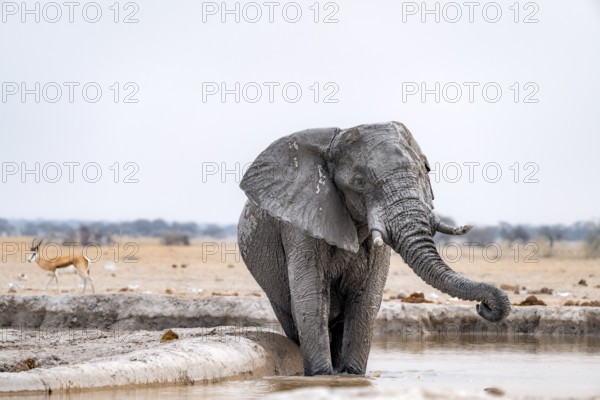 African elephant (Loxodonta africana), standing in the water, at a waterhole, Nxai Pan National Park, Botswana Botswana
