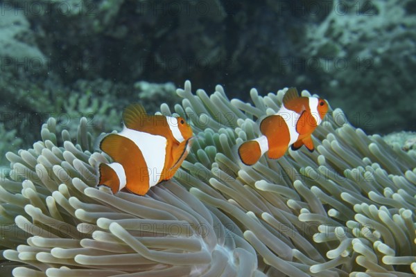 Two Ocellaris Clownfish (Amphiprion ocellaris) swimming over the tentacles of a sea anemone, dive site Coral Garden, Menjangan, Bali, Indonesia, Asia