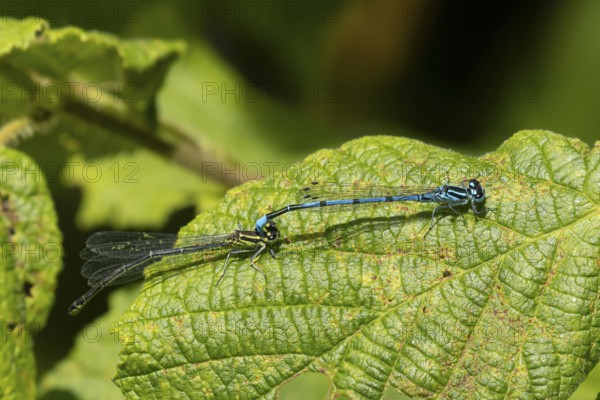 Common blue damselfly (Enallagma cyathigerum) adult male and female insects mating on a plant leaf in the summer, England, United Kingdom, Europe