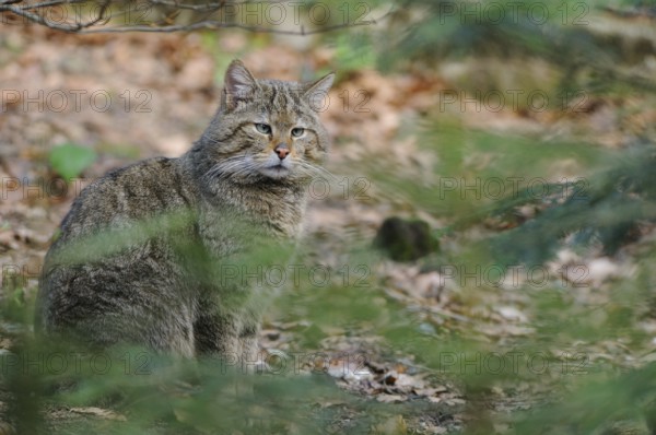 Wildcat sitting between the trees and looking attentively at its surroundings, European wildcat (Felis silvestris), Bavarian Forest National Park