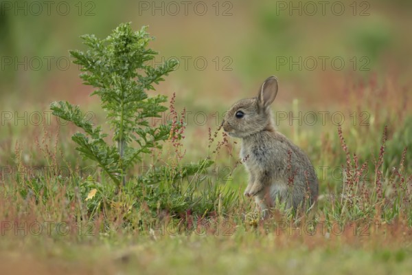 Rabbit (Oryctolagus cuniculus) wild juvenile baby animal feeding in grassland in the summer, England, United Kingdom, Europe