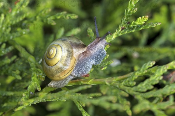 Garden ribbon snail (Cepaea hortensis), Valais, Switzerland, Europe
