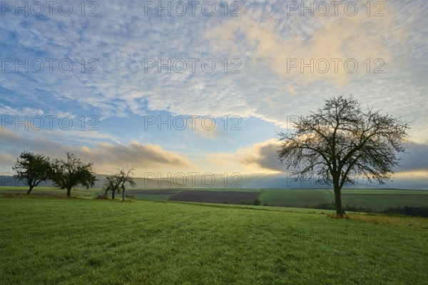 Green orchard meadow, apple tree, under a cloudy sky at sunrise in a quiet landscape, autumn, Eichelsbach, Elsenfeld, Spessart, Bavaria, Germany, Europe